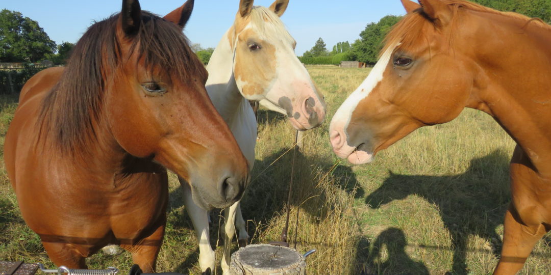 les chevaux de la pension