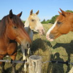 les chevaux de la pension